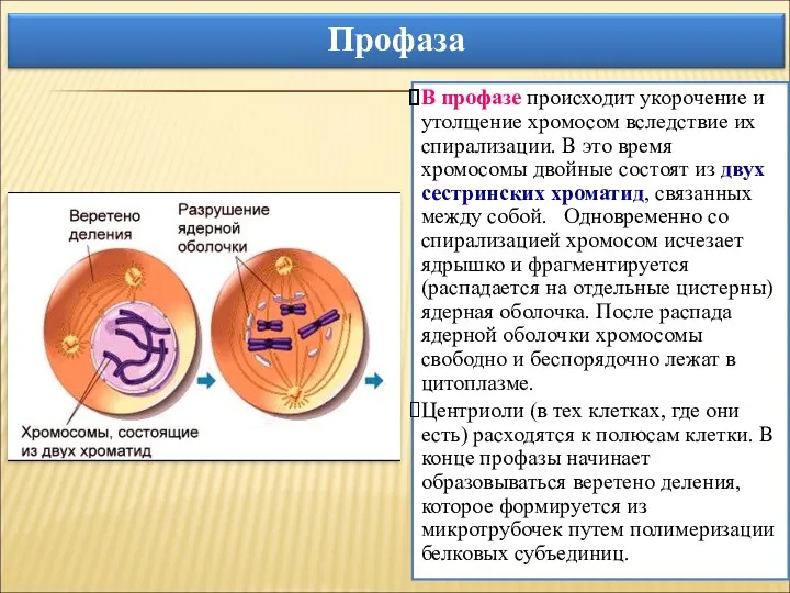 В профазе происходит укорочение и утолщение хромосом вследствие их спирализации.