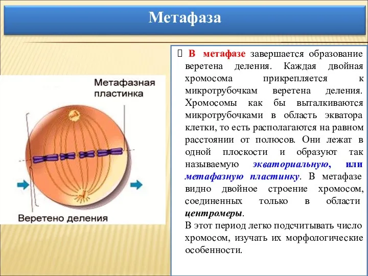 В метафазе завершается образование веретена деления. Каждая двойная хромосома прикрепляется