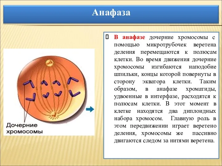 В анафазе дочерние хромосомы с помощью микротрубочек веретена деления перемещаются