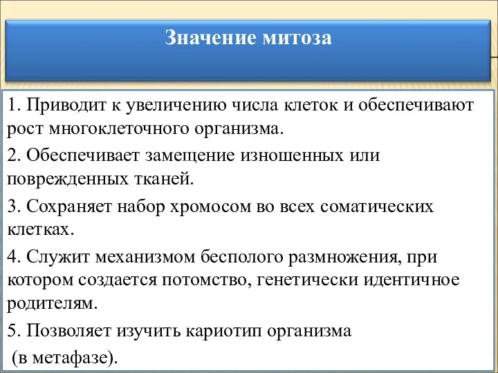 1. Приводит к увеличению числа клеток и обеспечивают рост многоклеточного