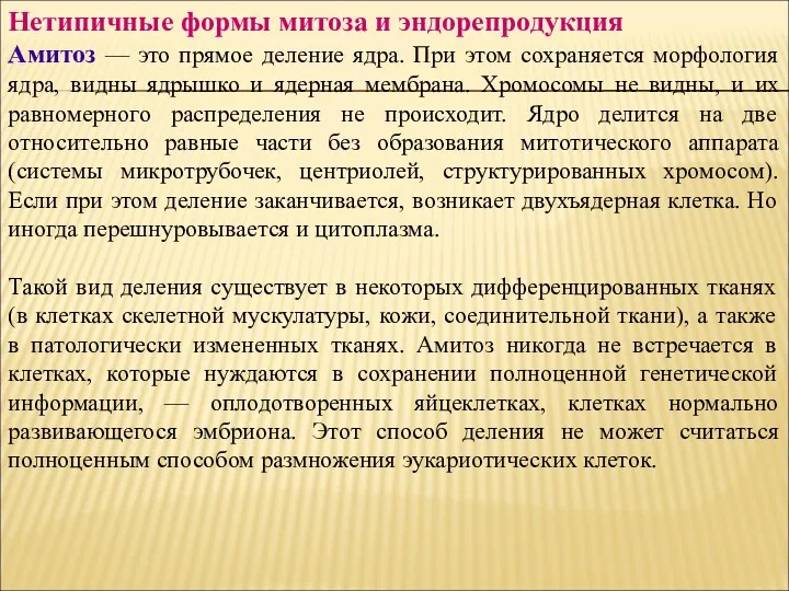 Нетипичные формы митоза и эндорепродукция Амитоз — это прямое деление