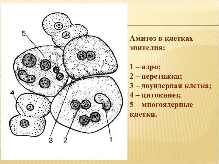 Амитоз в клетках эпителия: 1 – ядро; 2 – перетяжка;