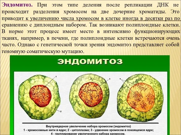 Эндомитоз. При этом типе деления после репликации ДНК не происходит