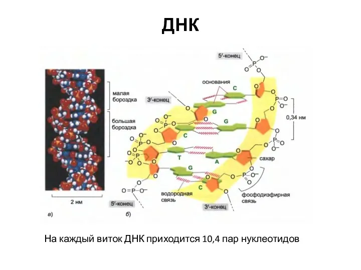 ДНК На каждый виток ДНК приходится 10,4 пар нуклеотидов