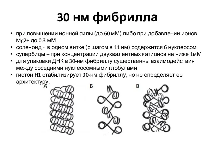 30 нм фибрилла при повышении ионной силы (до 60 мМ)