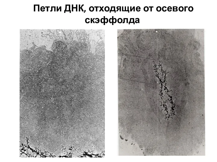 Петли ДНК, отходящие от осевого скэффолда