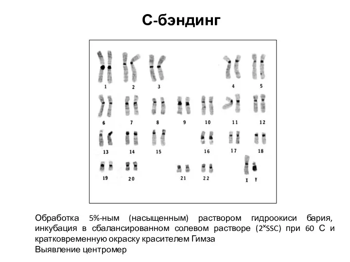 С-бэндинг Обработка 5%-ным (насыщенным) раствором гидроокиси бария, инкубация в сбалансированном