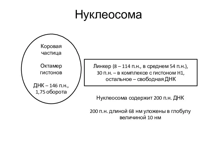 Коровая частица Октамер гистонов ДНК – 146 п.н., 1,75 оборота