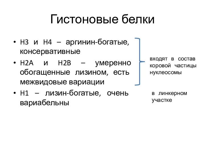 Гистоновые белки H3 и H4 – аргинин-богатые, консервативные H2A и