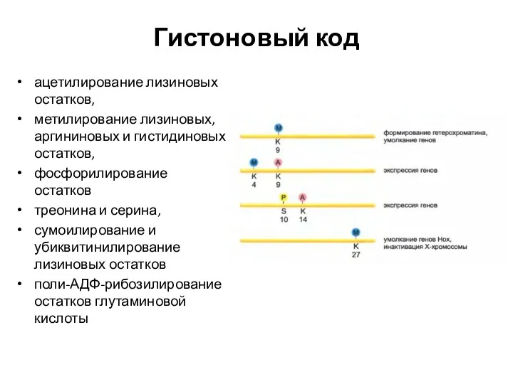 Гистоновый код ацетилирование лизиновых остатков, метилирование лизиновых, аргининовых и гистидиновых