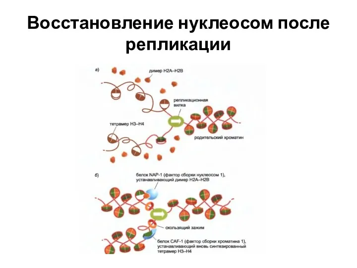 Восстановление нуклеосом после репликации