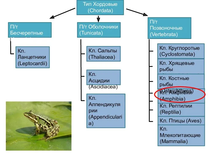 Тип Хордовые (Chordata) П/т Бесчерепные (Acrania) Кл. Рептилии (Reptilia) Кл.