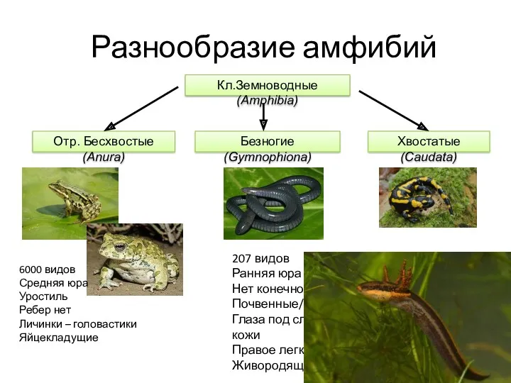 Разнообразие амфибий Хвостатые (Caudata) Безногие (Gymnophiona) Отр. Бесхвостые (Anura) Кл.Земноводные