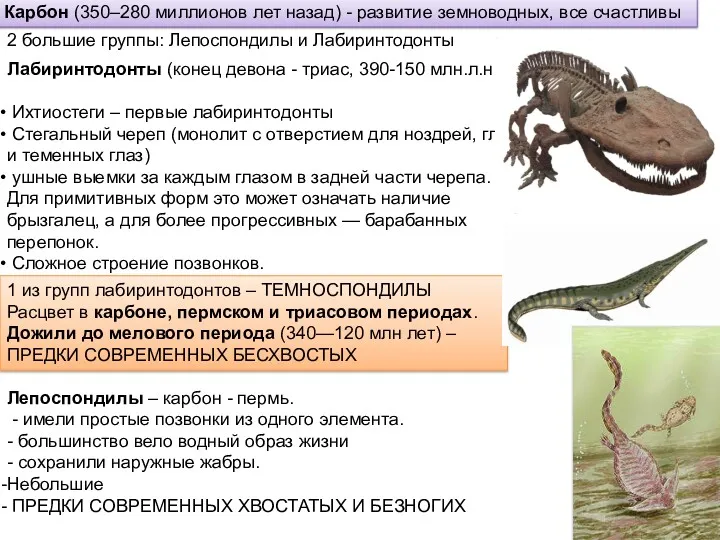 Карбон (350–280 миллионов лет назад) - развитие земноводных, все счастливы