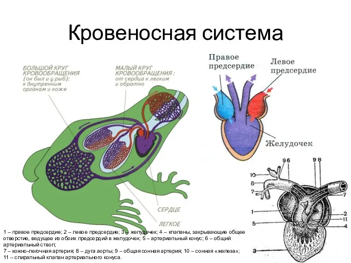 Кровеносная система 1 – правое предсердие; 2 – левое предсердие;