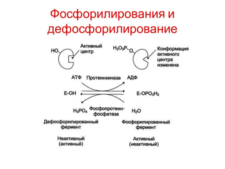 Фосфорилирования и дефосфорилирование