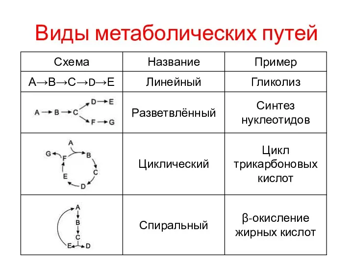 Виды метаболических путей