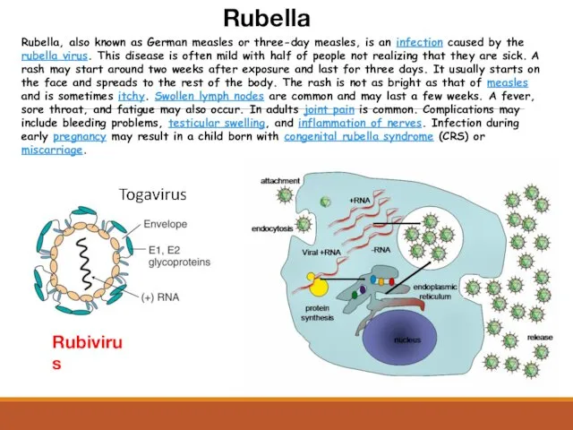Rubella Rubivirus Rubella, also known as German measles or three-day