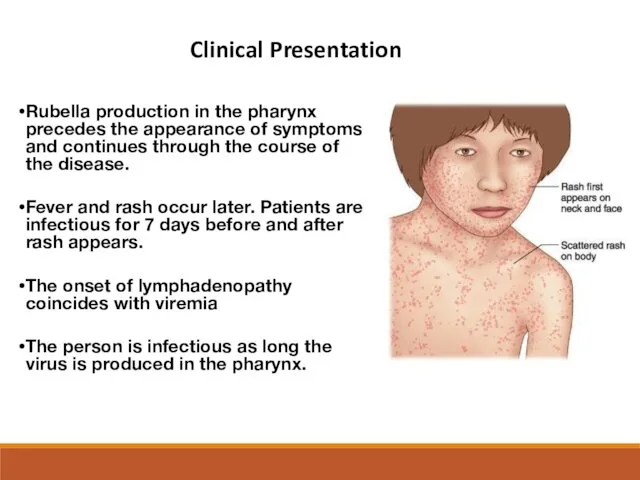 Rubella production in the pharynx precedes the appearance of symptoms
