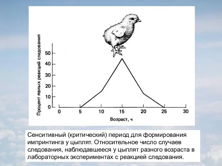 Сенситивный (критический) период для формирования импринтинга у цыплят. Относительное число случаев следования, наблюдавшееся