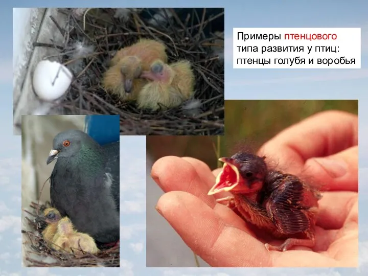 Примеры птенцового типа развития у птиц: птенцы голубя и воробья