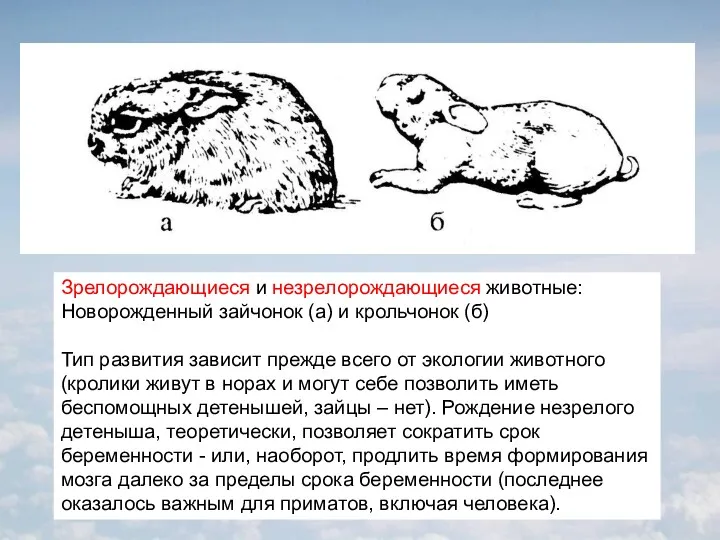 Зрелорождающиеся и незрелорождающиеся животные: Новорожденный зайчонок (а) и крольчонок (б) Тип развития зависит