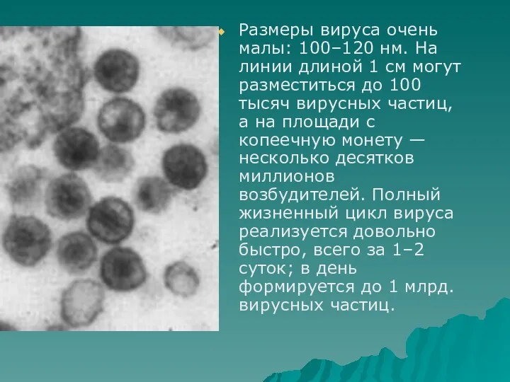Размеры вируса очень малы: 100–120 нм. На линии длиной 1