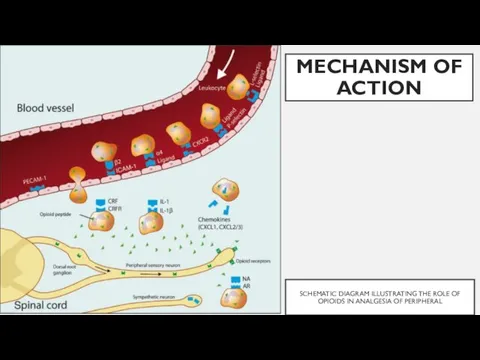 SCHEMATIC DIAGRAM ILLUSTRATING THE ROLE OF OPIOIDS IN ANALGESIA OF PERIPHERAL MECHANISM OF ACTION