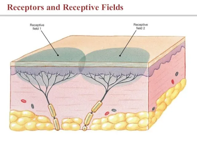 Receptors and Receptive Fields