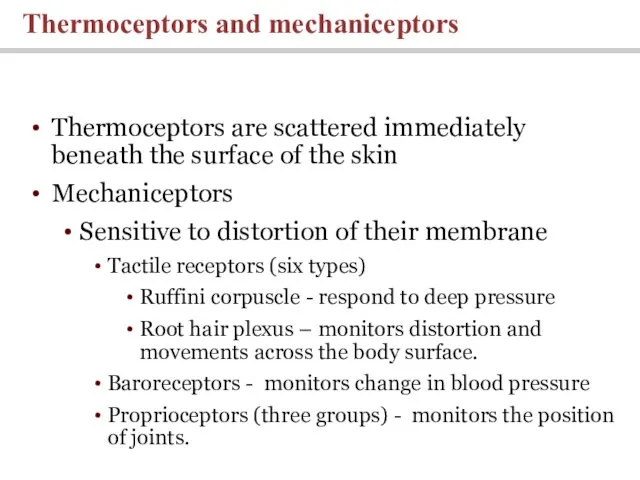 Thermoceptors are scattered immediately beneath the surface of the skin Mechaniceptors Sensitive to