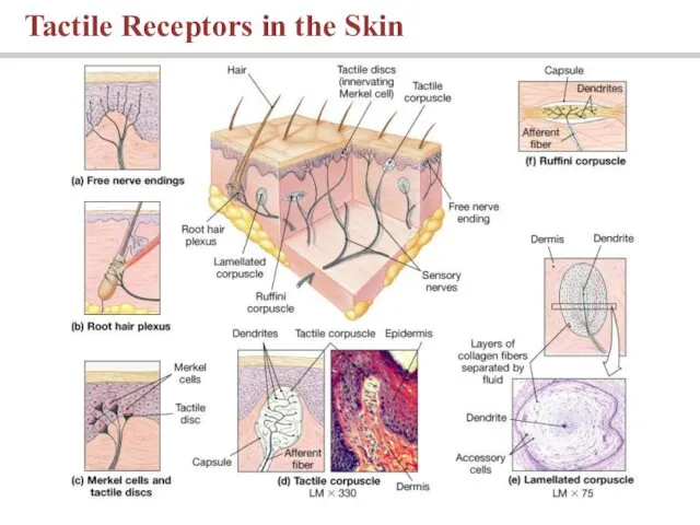 Tactile Receptors in the Skin