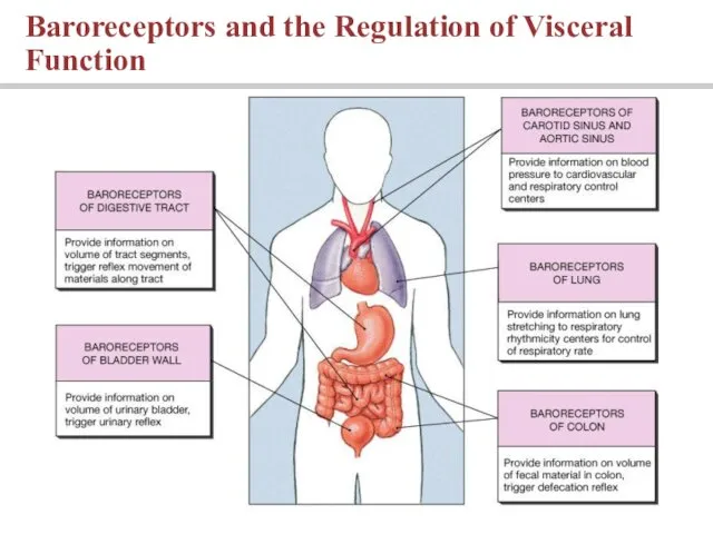 Baroreceptors and the Regulation of Visceral Function