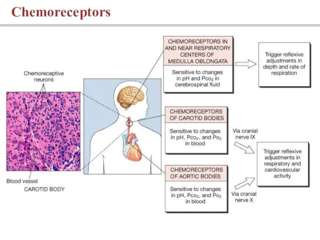 Chemoreceptors