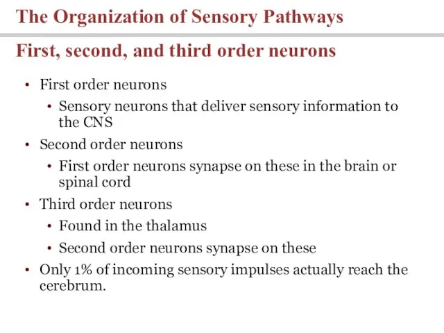 First order neurons Sensory neurons that deliver sensory information to the CNS Second