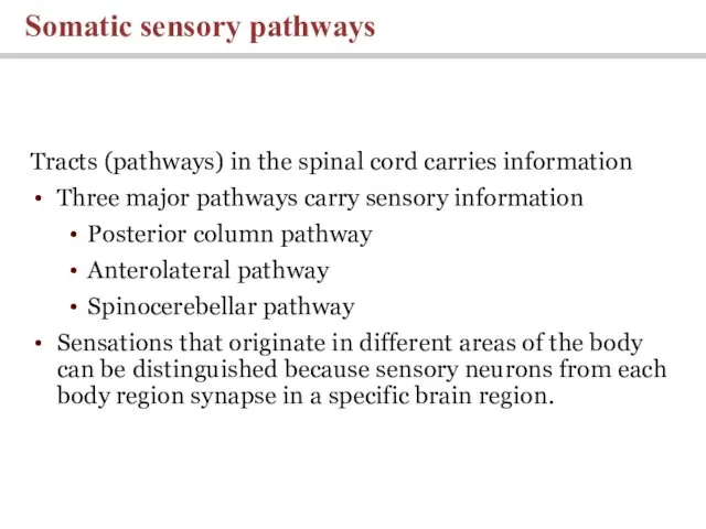 Tracts (pathways) in the spinal cord carries information Three major pathways carry sensory