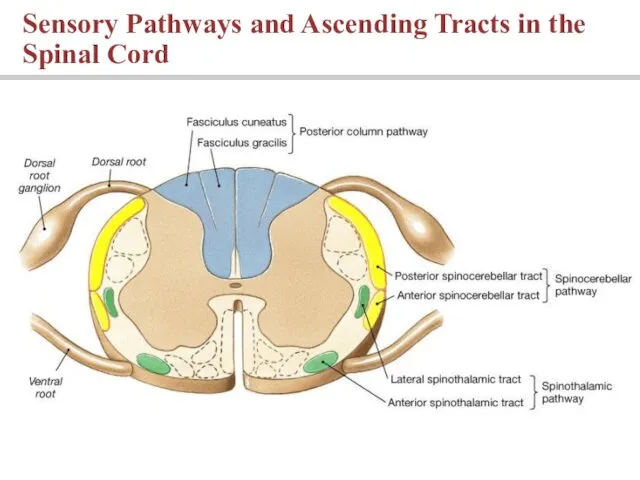 Sensory Pathways and Ascending Tracts in the Spinal Cord