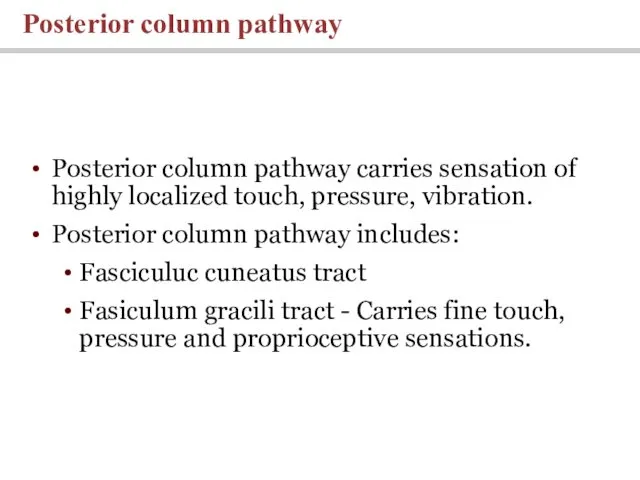 Posterior column pathway carries sensation of highly localized touch, pressure, vibration. Posterior column