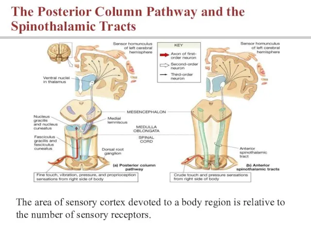 The Posterior Column Pathway and the Spinothalamic Tracts The area of sensory cortex