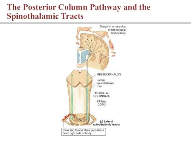The Posterior Column Pathway and the Spinothalamic Tracts