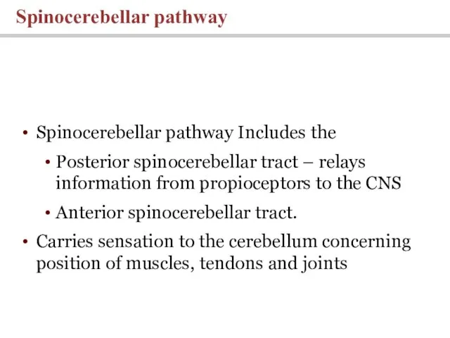 Spinocerebellar pathway Includes the Posterior spinocerebellar tract – relays information from propioceptors to