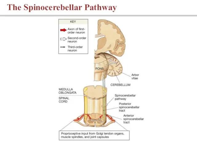 The Spinocerebellar Pathway