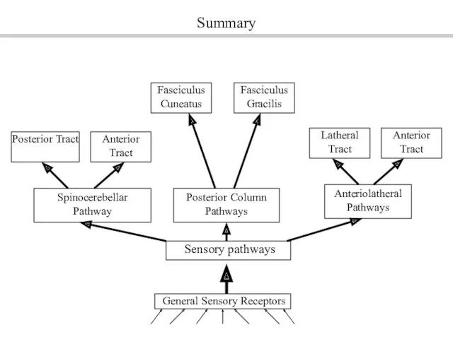 General Sensory Receptors Sensory pathways Spinocerebellar Pathway Posterior Column Pathways Anteriolatheral Pathways Posterior