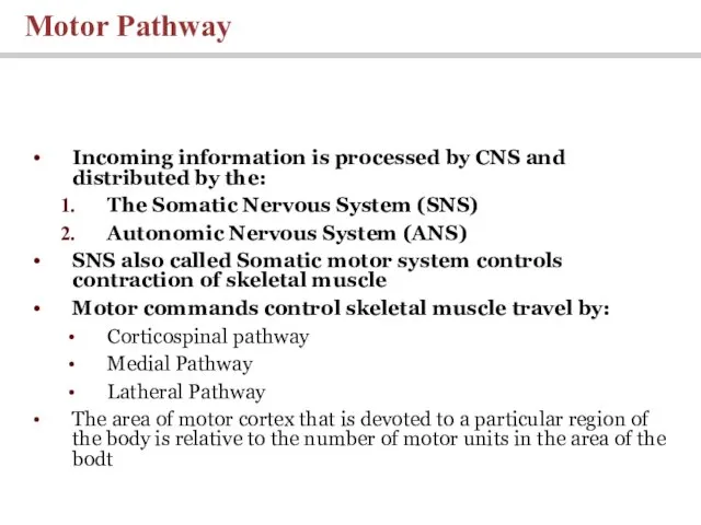 Incoming information is processed by CNS and distributed by the: The Somatic Nervous