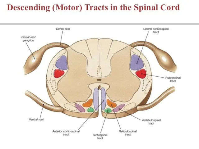 Descending (Motor) Tracts in the Spinal Cord