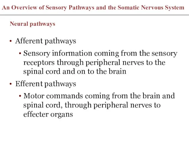 An Overview of Sensory Pathways and the Somatic Nervous System Afferent pathways Sensory