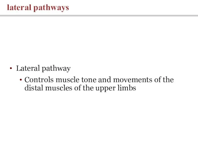 Lateral pathway Controls muscle tone and movements of the distal muscles of the