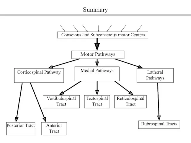 Conscious and Subconscious motor Centers Motor Pathways Corticospinal Pathway Medial