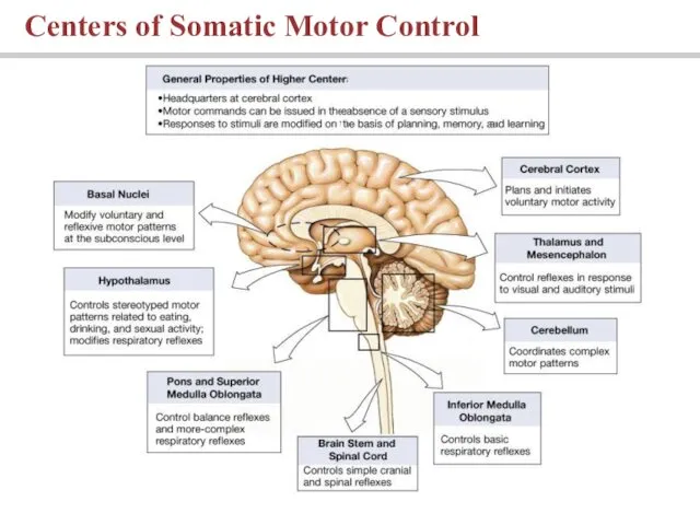 Centers of Somatic Motor Control