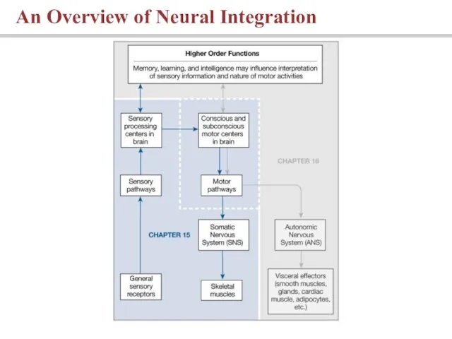 An Overview of Neural Integration