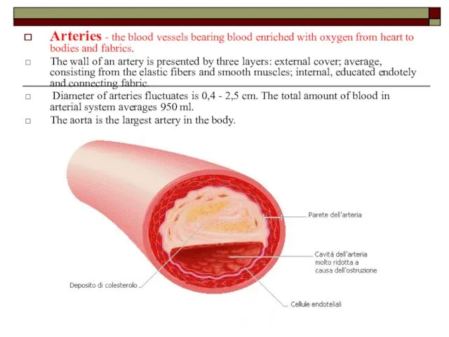 Arteries - the blood vessels bearing blood enriched with oxygen from heart to